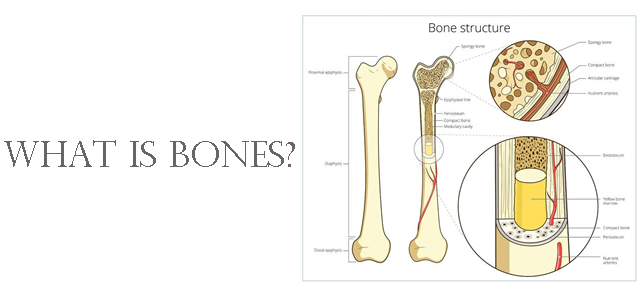 人の骨の構造や名前や役割をイラストで分かりやすく解説します